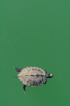 TORTUGA DE MAPA FALSO (Graptemys Pseudographica) EN EL AGUA