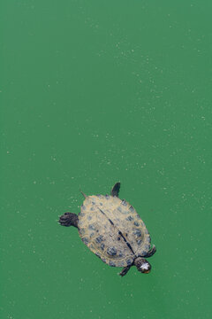 TORTUGA DE MAPA FALSO (Graptemys Pseudographica) EN EL AGUA