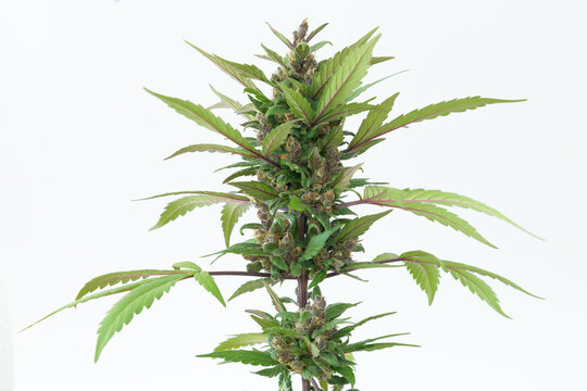 VISTA DE CERCA DE FLORES Y HOJAS DE MARIHUANA (CANNABIS SATIVA)