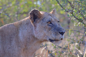 Afrikanischer Löwe / African lion / Panthera leo.