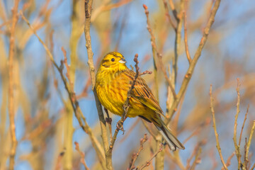 A male yellowhammer sits on the branch without leaves and rests on a sunny winter day.	