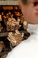 close-up A mycologist from a mushroom farm grows shiitake mushrooms A scientist examines mushrooms holding them in his hands