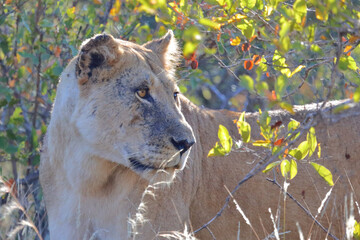 Afrikanischer Löwe / African lion / Panthera leo.