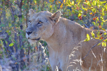 Afrikanischer Löwe / African lion / Panthera leo.