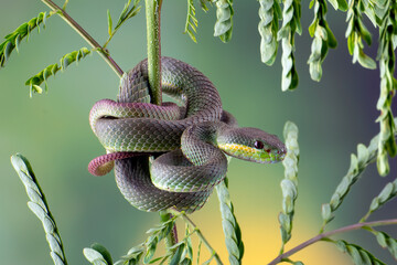 White lipped tree viper coiled around a tree