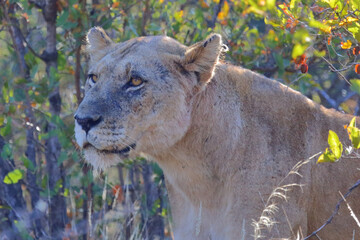 Afrikanischer Löwe / African lion / Panthera leo.