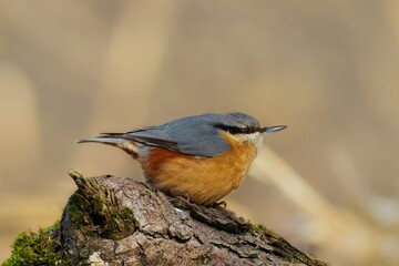 Fototapeta premium Nuthatch on the tree stump