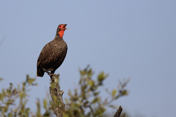 Swainsonfrankolin / Swainson's francolin or Swainson's spurfowl / Francolinus swainsonii.