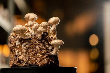Growing Shiitake Mushrooms Eco Food Bio Vegetarian Food Edible Mushrooms Grow Plastic Bags Close Up