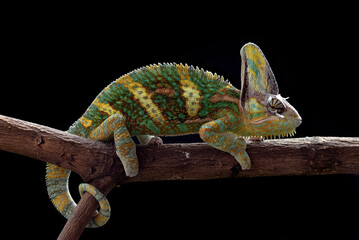 close up photo of a veiled chameleon face © DS light photography