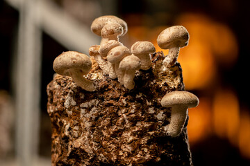 Growing Shiitake Mushrooms Eco Food Bio Vegetarian Food Edible Mushrooms Grow Plastic Bags Close Up