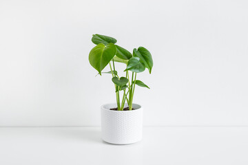Monstera deliciosa or Swiss Cheese Plant in a white flower pot on a white table, home gardening and connecting with nature