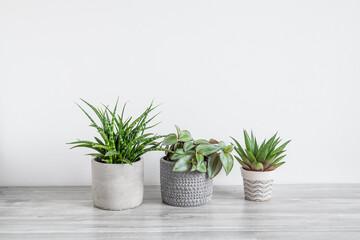 Several home plants - sansevieria, tradescantia and gasteria on the white background, home gardening and connecting with nature concept