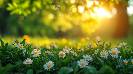 Stof per meter Cute little daisies isolated in vibrant green grass during spring with shallow dept of field creating beautiful bookah © Mujahid