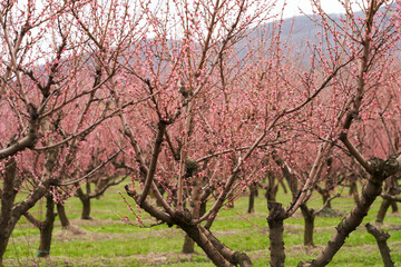 Spring. The season of pink blossom of peach orchards. Peach trees with formed crown after cutting...