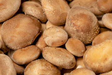 Obraz premium close-up of fresh grown shiitake mushrooms on a farm Organic and vegetarian food mycology
