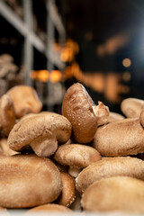 close-up of fresh grown shiitake mushrooms on a farm Organic and vegetarian food mycology