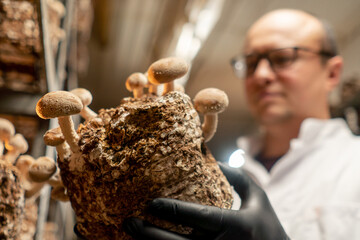 close-up A mycologist from a mushroom farm grows shiitake mushrooms A scientist examines mushrooms holding them in his hands