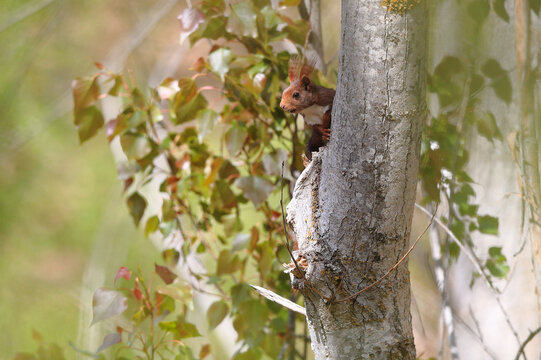Curious red squirrel peeking from behind a tree trunk