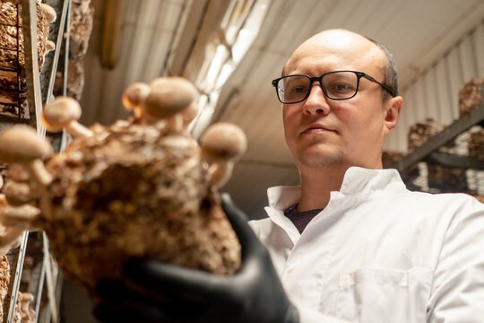 close-up A mycologist from a mushroom farm grows shiitake mushrooms A scientist examines mushrooms holding them in his hands