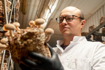 close-up A mycologist from a mushroom farm grows shiitake mushrooms A scientist examines mushrooms...