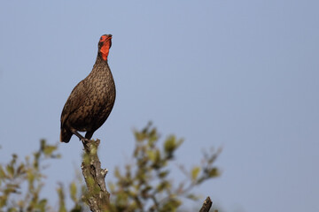 Swainsonfrankolin / Swainson's francolin or Swainson's spurfowl / Francolinus swainsonii.