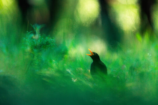 Female blackbird singing amidst lush greenery