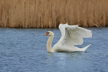 Swan on a pond
