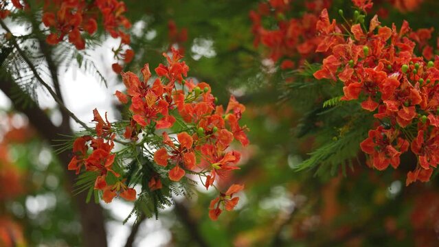 Striking red peacock flower blooms in the sunlight. Its delicate petals are arranged in a symmetrical pattern, resembling a peacock's feathers.. krishnachura, gulmohar, flame of the forest	