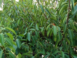 Plants are the eukaryotes that form the kingdom Plantae, they are predominantly photosynthetic. 