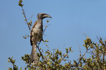 Grautoko / African grey hornbill / Lophoceros nasutus