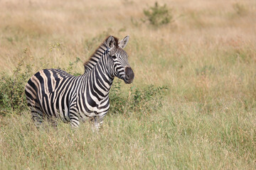 Steppenzebra / Burchell's zebra / Equus quagga burchellii