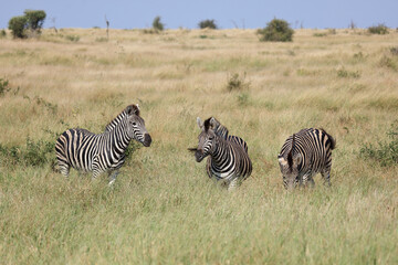 Steppenzebra / Burchell's zebra / Equus quagga burchellii