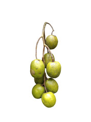 Cajá Manga, known as Spondias dulcis. tropical fruit tree native to South Asia but is also found in other tropical regions. various names, including cajá manga,  ambarella, golden apple, June plum