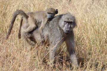 Bärenpavian / Chacma baboon / Papio ursinus