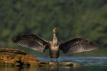 Great cormorant is basking in the sun