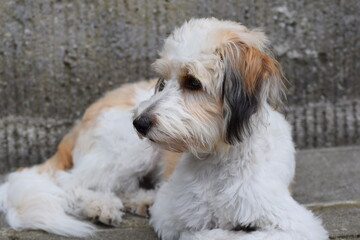 liegender mischlingshund