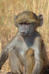 Bärenpavian / Chacma baboon / Papio ursinus
