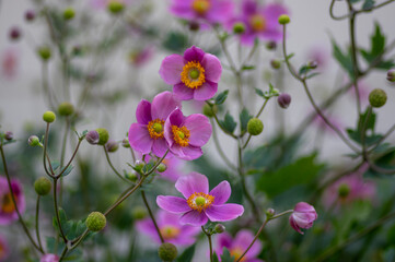 Fototapeta premium Anemone hupehensis praecox thimbleweed pink petal simplicity flowering plant, windflowers flowering plants in the garden