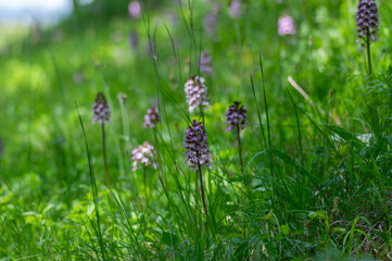 Lady orchid Orchis purpurea flowering protected plants, beutiful purple white flowers in bloom on tall green stem also with buds