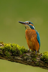 Kingfisher is waiting for a fish