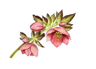 Hellebore flower. Color illustration on a white background. pink petals and green leaves and stem. For printing on dishes, packaging of cosmetics, perfumes, cards and invitations. Spring primroses