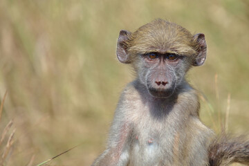 Bärenpavian / Chacma baboon / Papio ursinus