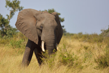 Fototapeta premium Afrikanischer Elefant / African elephant / Loxodonta africana