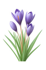 purple crocus isolated on transparent background
