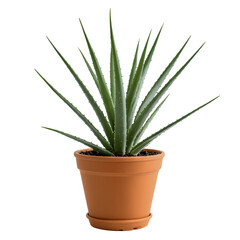 home plant aloe isolated on transparent background