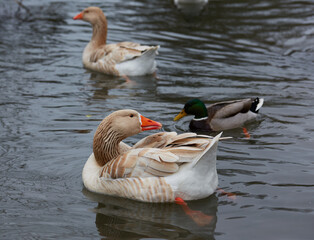 Couple of geese and a mallard duck grouped together on the water.