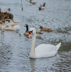 Adult mute swan on the water with a group of other water birds in the background.