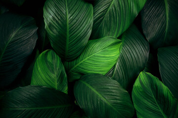 Close up tropical Green leaves texture and abstract background., Nature concept.