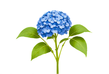 hydrangea  isolated on transparent background